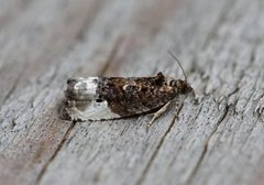 Marbled Orchard Tortrix (Hedya nubiferana)