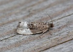 Marbled Orchard Tortrix (Hedya nubiferana)