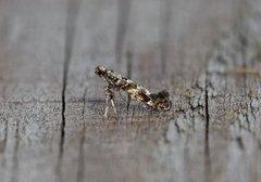 Lilac Leafminer (Gracillaria syringella)