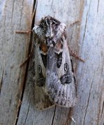 Archer's Dart (Agrotis vestigialis)