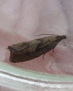 Round-winged Drill (Dichrorampha simpliciana)