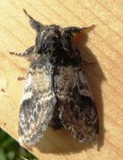 Three-humped Prominent (Notodonta tritophus)