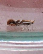 Phyllonorycter dubitella