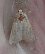 Small Dotted Buff (Photedes minima)