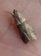 Liten eikesmalmott (Acrobasis consociella)