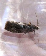 Diamond-back Marble (Eudemis profundana)