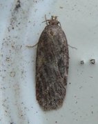 Chervil Flat-body (Depressaria sordidatella)
