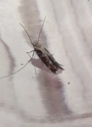 Neat Cosmet (Mompha divisella)