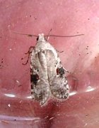 Brown-spot Flat-body (Agonopterix alstromeriana)