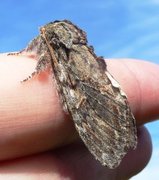 Great Prominent (Peridea anceps)