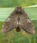 Large Dark Prominent (Notodonta torva)