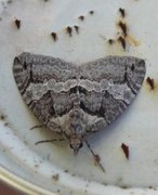 May Highflyer (Hydriomena impluviata)