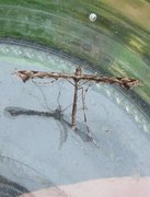 Beautiful Plume (Amblyptilia acanthadactyla)