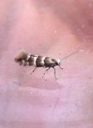 Phyllonorycter froelichiella