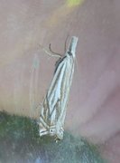 Scarce Grass-veneer (Crambus pratella)