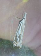 Tannebbmott (Crambus pratella)