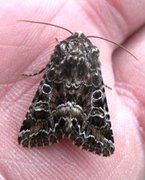 Tawny Shears (Hadena perplexa)
