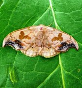 Scarce Hook-tip (Sabra harpagula)
