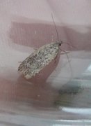 Sallow Flat-body (Agonopterix conterminella)