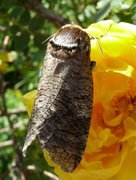 Goat Moth (Cossus cossus)