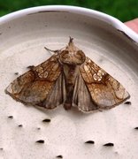 Tyrihjelmfly (Polychrysia moneta)