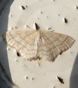 Blek engmåler (Idaea pallidata)