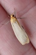 Buff Footman (Eilema depressa)