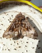 Gråbrunt metallfly (Autographa buraetica)