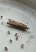 Dylleengvikler (Eucosma obumbratana)