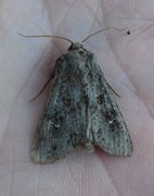 Kålfly (Mamestra brassicae)