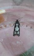 Large Sallow Bell (Epinotia caprana)