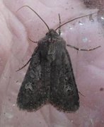 Garden Dart (Euxoa nigricans)