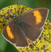 Brown Hairstreak (Thecla betulae)