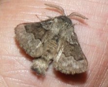 Pale Eggar (Trichiura crataegi)