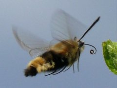 Narrow-bordered Bee Hawk-moth (Hemaris tityus)