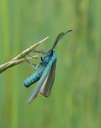 Forester (Adscita statices)