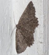 The Annulet (Charissa obscurata)
