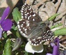 Grizzled Skipper (Pyrgus malvae)