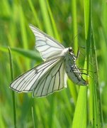 Black-veined Moth (Siona lineata)