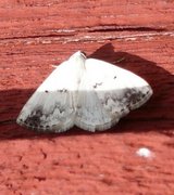 Clouded Silver (Lomographa temerata)