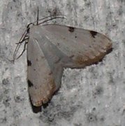 White-pinion Spotted (Lomographa bimaculata)