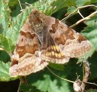 Burnet Companion (Euclidia glyphica)