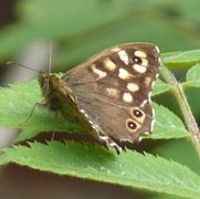 Speckled Wood (Pararge aegeria)