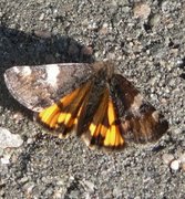 Orange Underwing (Archiearis parthenias)