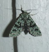 Grønt eikefly (Griposia aprilina)