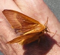 Eikespinner (Lasiocampa quercus)