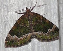 Skogolivenmåler (Colostygia olivata)