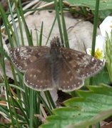 Dingy Skipper (Erynnis tages)