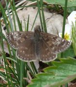 Tiriltungesmyger (Erynnis tages)