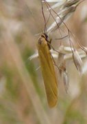 Gul lavspinner (Eilema lutarella)